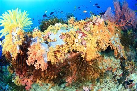 戦時中の痕跡が残るラバウルの海のリーフは、美しいソフトコーラルが群生している場所が多い＝２０１５年１１月９日、パプアニューギニア・ラバウル（越智隆治さん撮影）