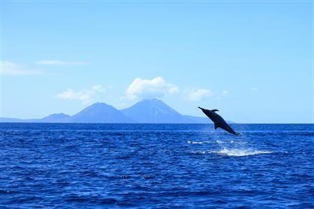 全身をきりもみさせてクルクルと回転しながら宙を舞うハシナガイルカ＝２０１５年１１月１２日、パプアニューギニア・ラバウル（越智隆治さん撮影）