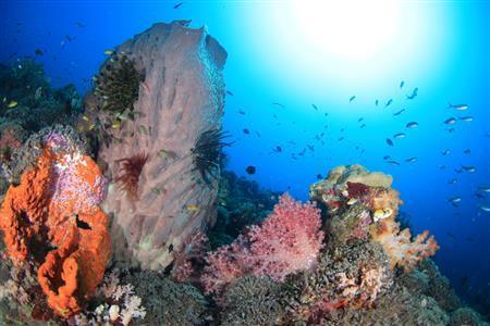 ラバウルの美しい海の中は、色鮮やかなスポンジとソフトコーラルが際立っている＝２０１５年１１月１２日、パプアニューギニア（越智隆治さん撮影）