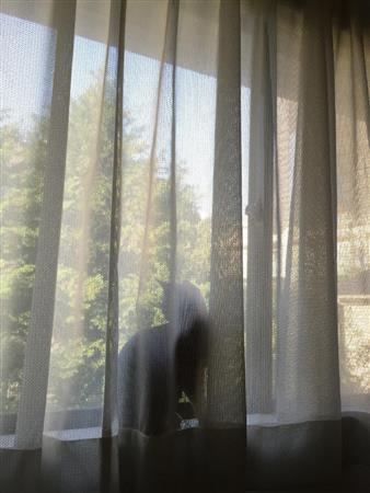 これはわが家の猫です。ハクビシンを探しているのでは…なさそうですが、おそらく知ってはいるのでしょう＝２０１５年１０月１９日（長塚圭史さん撮影）