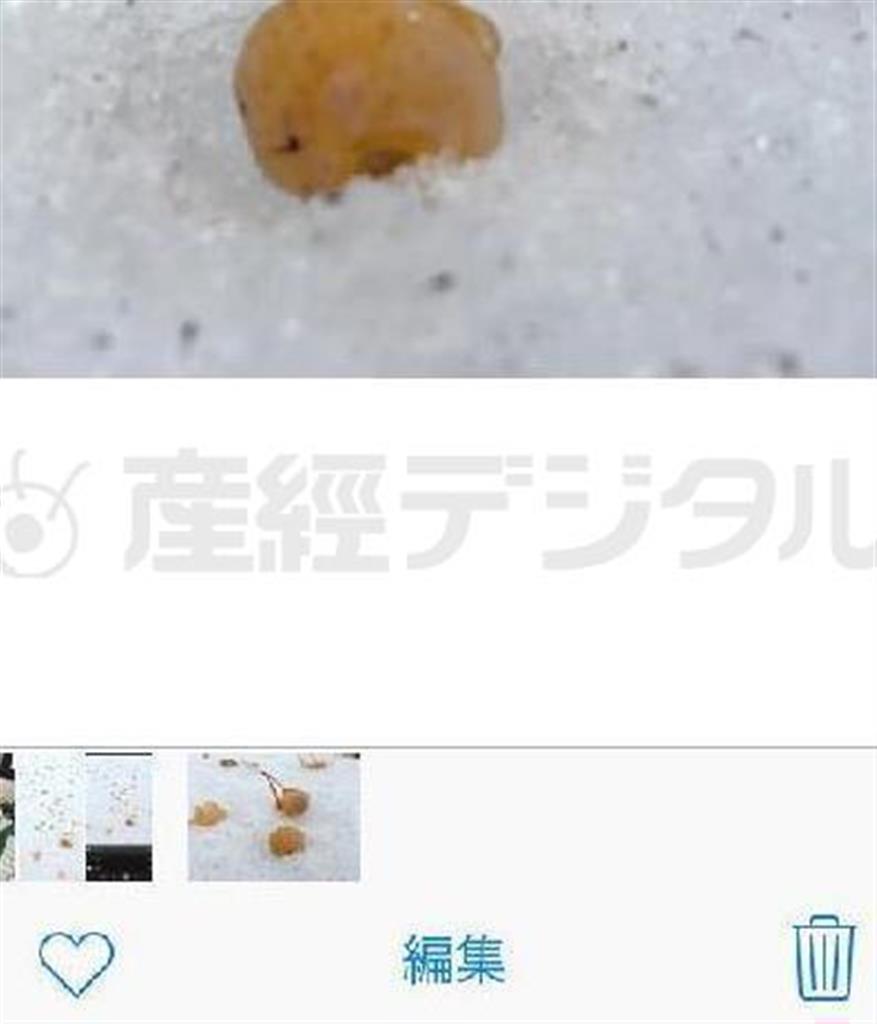 【手順１】編集するモードがついています。画面上でお気に入りの写真を選ぶと、下に「編集」の文字を読み取ることができます（野口隆史さん撮影）