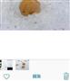 【手順１】編集するモードがついています。画面上でお気に入りの写真を選ぶと、下に「編集」の文字を読み取ることができます（野口隆史さん撮影）