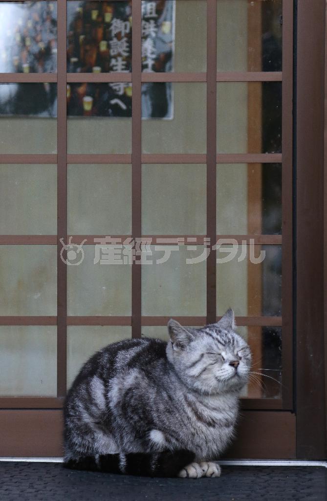 気持ち良さそうにうたた寝。その表情からは守られているという安心感が伝わってくる＝２０１５年１１月１３日、福井県越前市の御誕生寺（尾崎修二撮影）