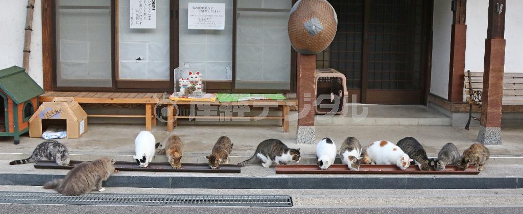 御誕生寺の名物となっている猫の食事風景。雨どいを使ったエサ台には誰もが「ナイスアイデア！」と声をそろえる。みんな整然と並んで行儀良く＝２０１５年１１月１３日、福井県越前市（尾崎修二撮影）
