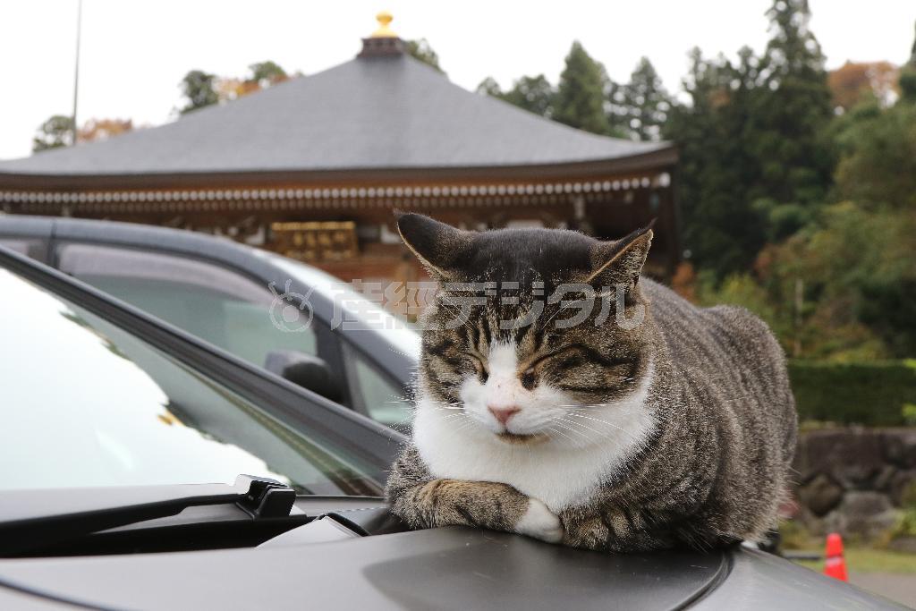 猫たちに会おうと訪れた観光客の自動車のボンネットが「あったかいんだから～」＝２０１５年１１月１３日、福井県越前市の御誕生寺（尾崎修二撮影）