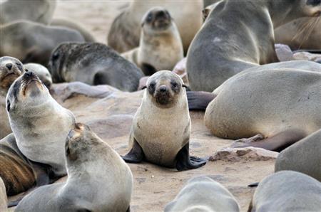 アフリカ大陸・ナミビアに生息する野生動物の姿にも迫る（アニマルプラネット提供）。（Ｃ）Ｄｉｓｃｏｖｅｒｙ＿Ｃｏｍｍｕｎｉｃａｔｉｏｎｓ
