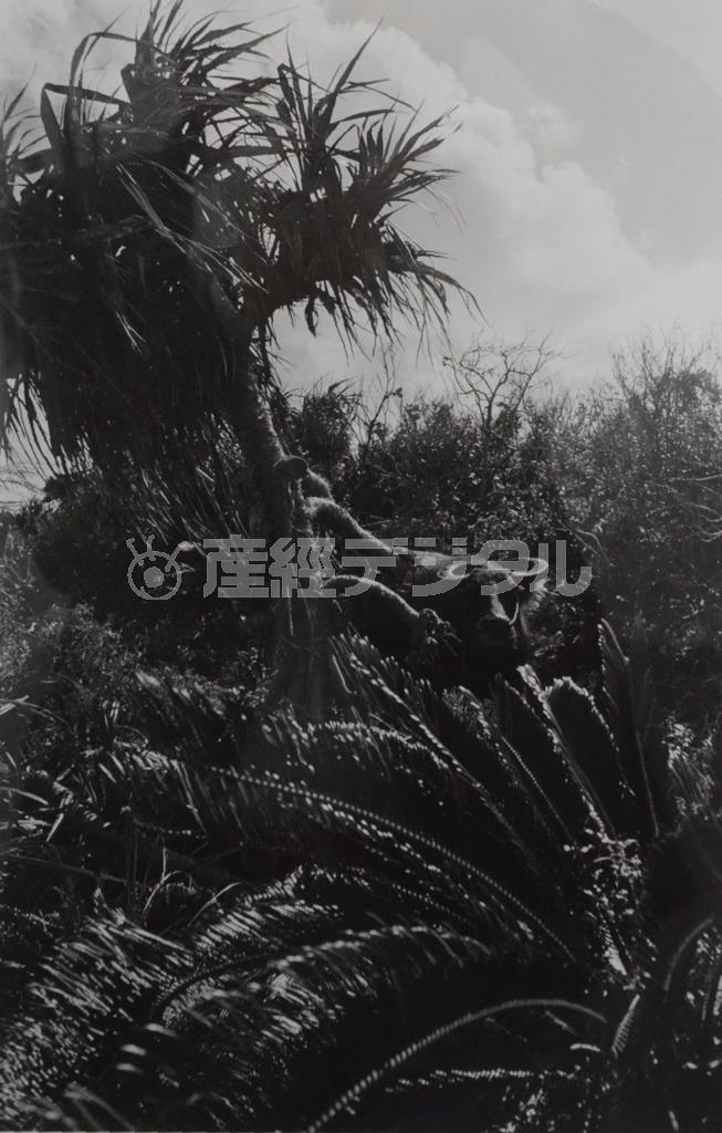 東松照明＿波照間島（提供写真）。（Ｃ）Ｓｈｏｍｅｉ＿Ｔｏｍａｔｓｕ－ＩＮＴＥＲＦＡＣＥ