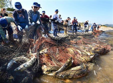 木戸川では昨年１０月、５年ぶりにサケ漁を再開。放射能汚染からの復興を目指す動きが進む＝２０１５年１０月１８日、福島県双葉郡楢葉町（鴨川一也撮影）