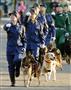 警視庁の年頭部隊出動訓練で行進する警察犬部隊＝８日午前、東京都新宿区の明治神宮外苑絵画館前