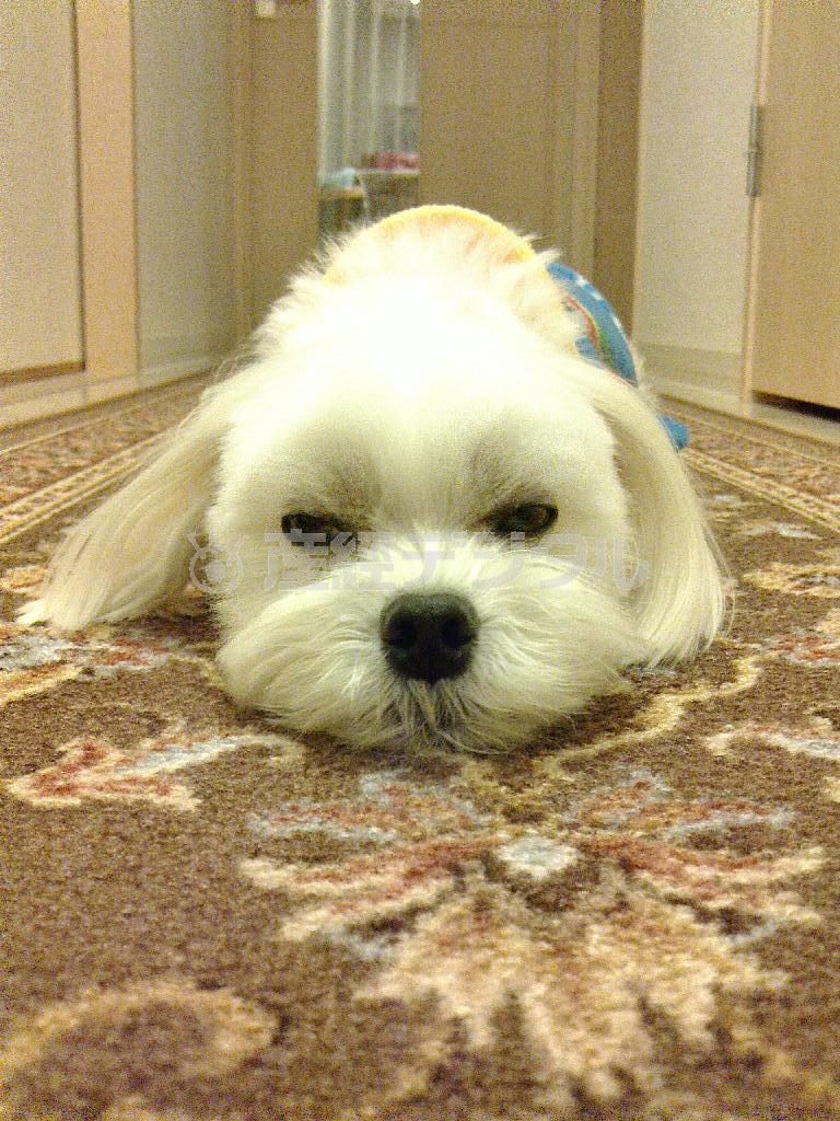 廊下でうとうと中の乾家の愛犬、まるが札幌の四季をご紹介します＝２０１５年１２月９日、北海道札幌市（乾ルカさん撮影）