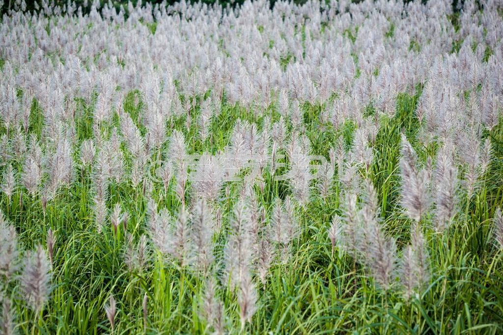 １２月になるとススキのような花を咲かせるサトウキビ。石垣島の季節は「秋」だ＝沖縄県石垣市（永山真治さん撮影）