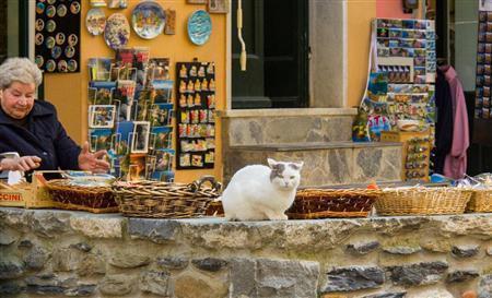 ヴェルナッツアの入り口にあるお土産屋さんで出会ったネコちゃん＝イタリア・チンクエテッレ（酒井久美子さん撮影）
