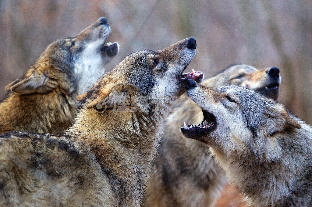 社会的な動物で、厳格な順位制が徹底されているオオカミ（Ｐ２提供）。（Ｃ）２０１５＿Ｇａｌａｔｅｅ＿Ｆｉｌｍｓ－Ｐａｔｈｅ＿Ｐｒｏｄｕｃｔｉｏｎ－Ｆｒａｎｃｅ＿２＿ＣｉｎＥｍａ－Ｐａｎｄｏｒａ＿Ｆｉｌｍ－Ｉｎｖｅｓｔ＿Ｉｍａｇｅ＿３－Ｒｈｏｎｅ－Ａｌｐｅｓ＿Ｃｉｎｅｍａ－Ｗｉｎｄｓ－Ｐｉｅｒｒｅ＿ｅｔ＿Ｖａｃａｎｃｅｓ