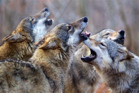 社会的な動物で、厳格な順位制が徹底されているオオカミ（Ｐ２提供）。（Ｃ）２０１５＿Ｇａｌａｔｅｅ＿Ｆｉｌｍｓ－Ｐａｔｈｅ＿Ｐｒｏｄｕｃｔｉｏｎ－Ｆｒａｎｃｅ＿２＿ＣｉｎＥｍａ－Ｐａｎｄｏｒａ＿Ｆｉｌｍ－Ｉｎｖｅｓｔ＿Ｉｍａｇｅ＿３－Ｒｈｏｎｅ－Ａｌｐｅｓ＿Ｃｉｎｅｍａ－Ｗｉｎｄｓ－Ｐｉｅｒｒｅ＿ｅｔ＿Ｖａｃａｎｃｅｓ