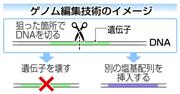 ゲノム編集技術のイメージ