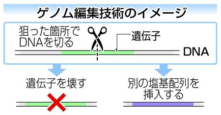 ゲノム編集技術のイメージ