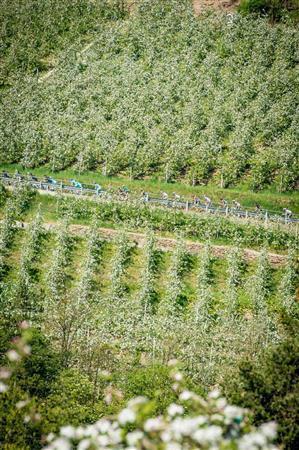 満開のリンゴ畑のなかを選手たちが駆け抜けていく。標高５００メートルから１０００メートルのこのエリアはリンゴ栽培に適しているという＝イタリア・トレンティーノ＝アルト・アディジェ州（田中苑子さん撮影）