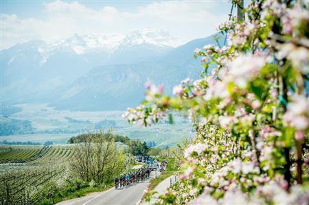 雪をかぶった山々を背景に、選手たちがゴールを目指す。辺りは一面、リンゴ畑が広がる＝イタリア・トレンティーノ＝アルト・アディジェ州（田中苑子さん撮影）