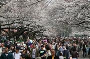 例年春になると花見客でにぎわう上野公園。「花見で一杯」で訪日客を呼び込めるか