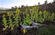 上村（うえむら）遼太さんの遺体が見つかった多摩川河川敷には、慰霊の花が手向けられていた＝２０１６年２月２日午後、神奈川県川崎市川崎区（早坂洋祐撮影）
