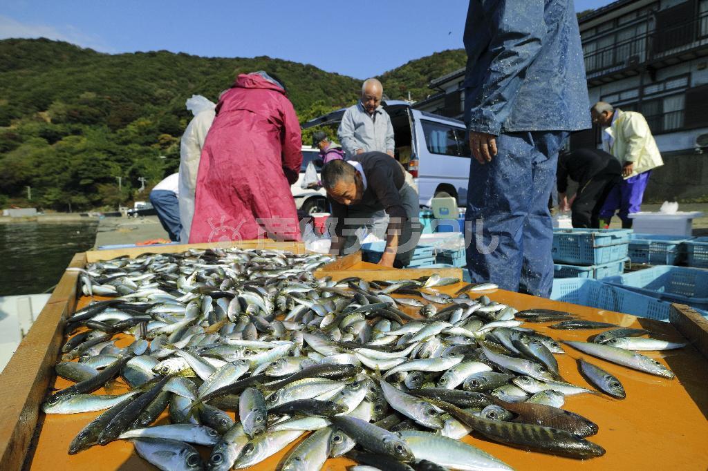 若狭湾の神子（みこ）地区の港では毎朝、日本海で獲れた新鮮な魚介類が水揚げされる＝２０１５年１０月２９日、福井県三方上中郡若狭町（倉谷清文さん撮影）