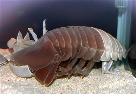 脱皮して赤褐色の皮膚を現すダイオウグソクムシ＝三重県鳥羽市の鳥羽水族館（同水族館提供）