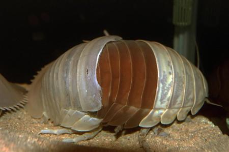 国内で初めて脱皮が確認されたダイオウグソクムシ＝三重県鳥羽市の鳥羽水族館（同水族館提供）