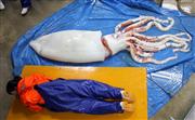 秋田県にかほ市の海岸で見つかり、男鹿市の男鹿水族館ＧＡＯに運ばれたダイオウイカの死骸。大きさが分かるよう、女性飼育員が寝そべった＝１４日（ＧＡＯ提供）