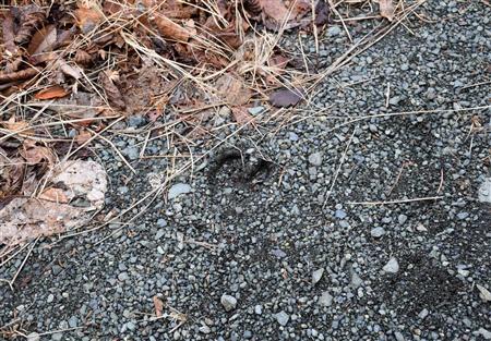 丹沢でシカの足跡を発見