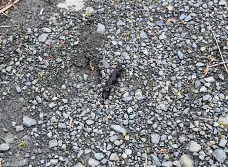 丹沢の山で見つけたテンのふん