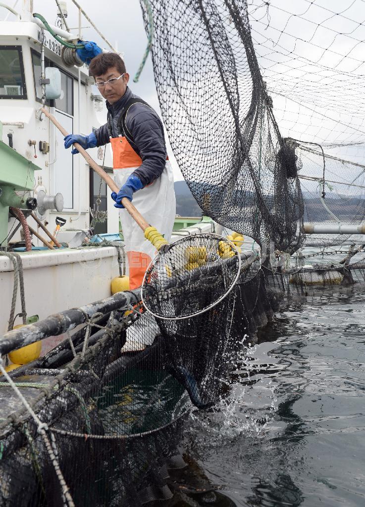 沖合のいけすで育つ銀ザケをすくいあげる佐藤正浩さん＝２０１６年３月２日午前、宮城県本吉郡南三陸町（川口良介撮影）