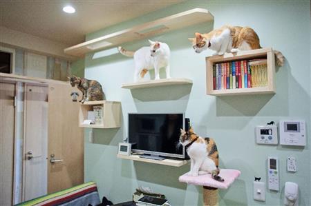 東京キャットガーディアンが展開する「猫付きシェアハウス」＝東京都杉並区