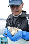 小ぶりながら甘さの詰まった「あまころ牡蠣」。５月には首都圏を中心に出荷される＝７日、宮城県南三陸町