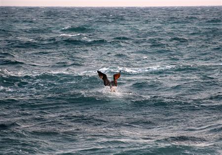 獲物を捕まえるトンビ。浜辺で自然を満喫して、再び「ＲＣ Ｆ」に乗り込む