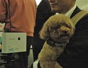 富士通が開発したセンサー端末を活用すれば、室内犬の健康状態を外出先でも確認できる＝２４日、東京都港区（宇野貴文撮影）