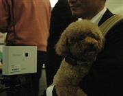 富士通が開発したセンサー端末を活用すれば、室内犬の健康状態を外出先でも確認できる＝２４日、東京都港区