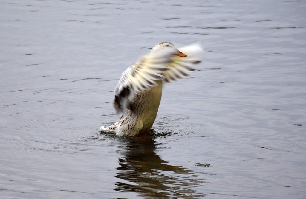 湖を眺めながらコーヒーを飲んでいたら、一羽のカモが遊びに？やってきた