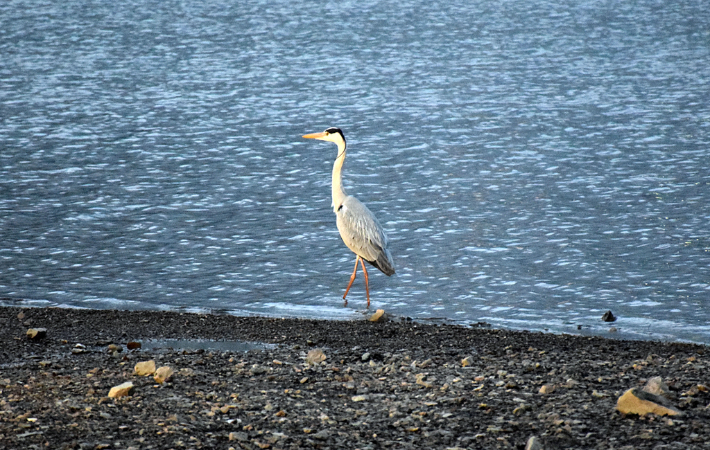 撤収時にヘッドライトの光を浴びるアオサギ。もしかしてサヨナラを言いに来てくれた？