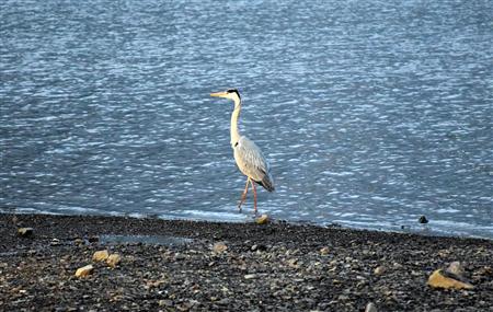 撤収時にヘッドライトの光を浴びるアオサギ。もしかしてサヨナラを言いに来てくれた？