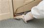 カーペットの隙間などに有機リン系薬剤を散布して駆除、予防にあたる専門業者（ダスキン提供）
