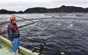 養殖マグロのいけすの様子を見る楳田輝さん＝３月、長崎県五島市