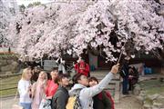 枝垂れ桜の撮影に便利なのか、あちこちに「自撮り棒」で写真撮影する外国人観光客の姿がみられた＝奈良市の氷室神社