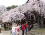 「自撮り棒」で桜を背景に記念撮影する外国人観光客＝奈良市の氷室神社
