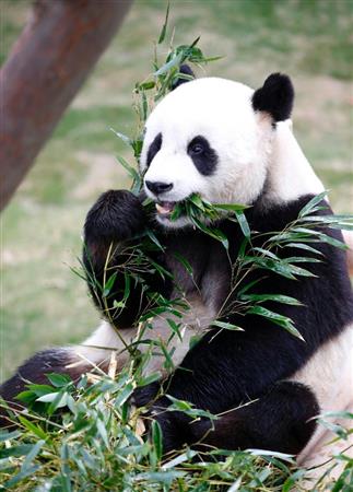中国・四川省から韓国・竜仁市のエバーランドにやって来たジャイアントパンダのロバオ。観光の目玉になると期待されている（ＡＰ）