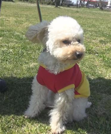 茨城県で初の小型警察犬となったアンズ