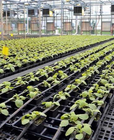 田辺三菱製薬が米ノースカロライナ州の施設で栽培しているタバコの苗