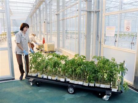 ロシア・ハバロフスク郊外の温室で栽培された野菜＝２月（共同）