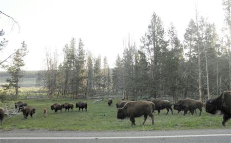 米国のイエローストン国立公園（環境省提供）