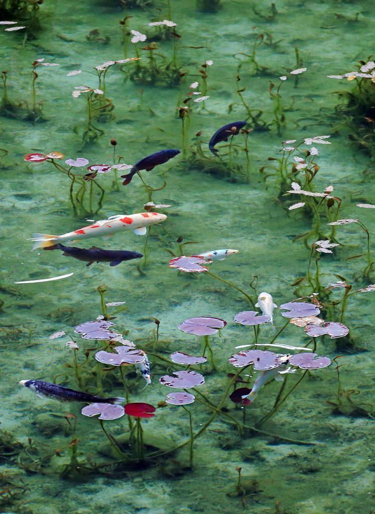 紅葉したスイレンの葉の間を泳ぐニシキゴイ。“モネの池”は大雨で濁っても２日ほどで美しい姿を取り戻すという＝岐阜県関市