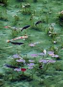 紅葉したスイレンの葉の間を泳ぐニシキゴイ。“モネの池”は大雨で濁っても２日ほどで美しい姿を取り戻すという＝岐阜県関市